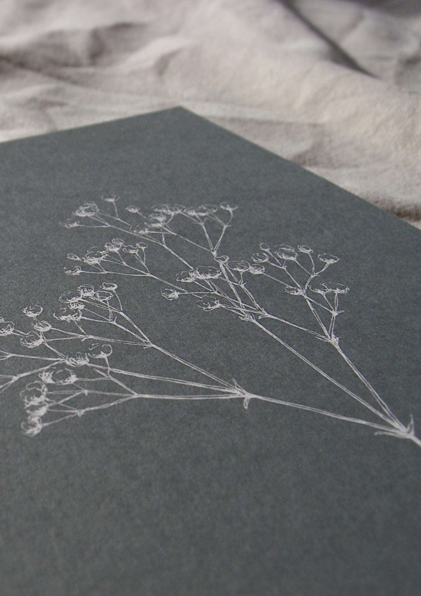 Karte | Schleierkraut